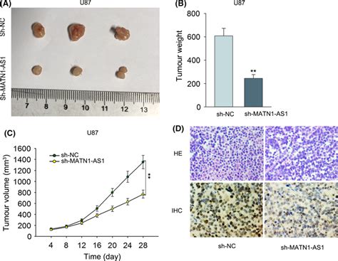 Impacts Of Matn1‐as1 On Tumour Growth In Vivo A Representative Images