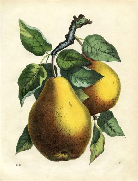 7 Botanical Fruit Prints The Graphics Fairy