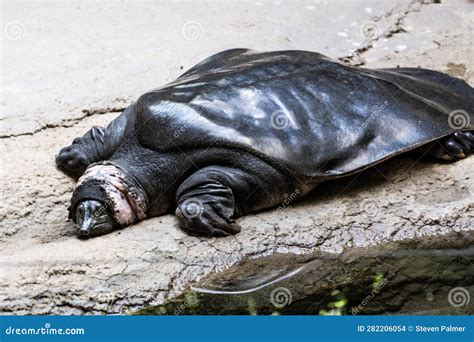 Domed Black Turtle Shell stock photo. Image of hell - 282206054