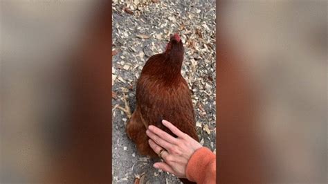 VLOG Pole Class Outfit BTS Sex And Grooming Lelu Love Cum Inside Let S Play Clips Sale