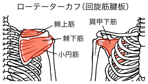 肩のインナーマッスルローテーターカフ回旋筋腱板をほぐすストレッチ