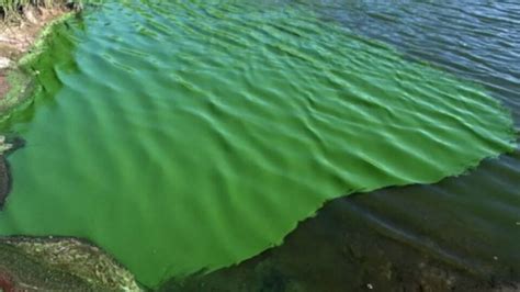 Alerta M Xima Por La Aparici N De Cianobacterias En Balnearios Y