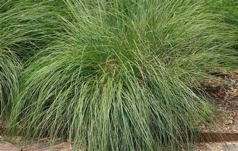 Top 10 Drought-Tolerant Grasses for Your Yard