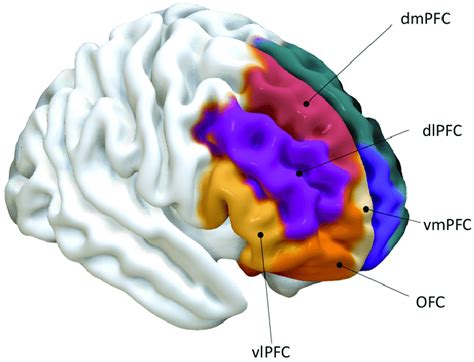 Ventrolateral Prefrontal Cortex