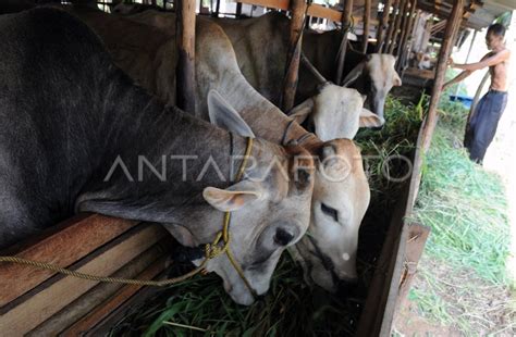 HARGA SAPI KURBAN NAIK ANTARA Foto