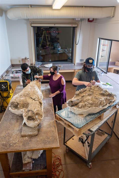 Unearthing Californias Prehistoric Past Chico State Today