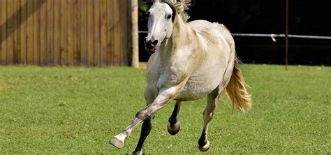 Looking After Your Horse's Hooves | Mypetzilla