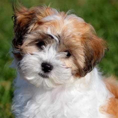 7 Facts About Teddy Bear Dogs - Greenfield Puppies