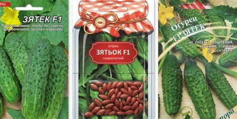 Огурец Зятек: описание сорта, фото, отзывы