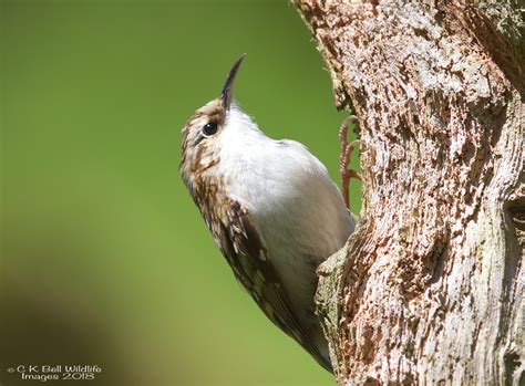 Eurasian Treecreeper By Craig Bell Birdguides