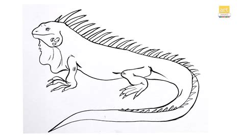 Iguana Drawing For Kids