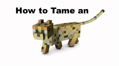 How To Tame An Ocelot EASIEST WAY YouTube