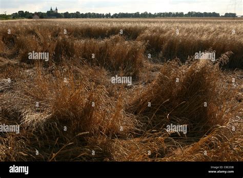 Battlefield of the Battle of Legnica (1241) near the village of ...