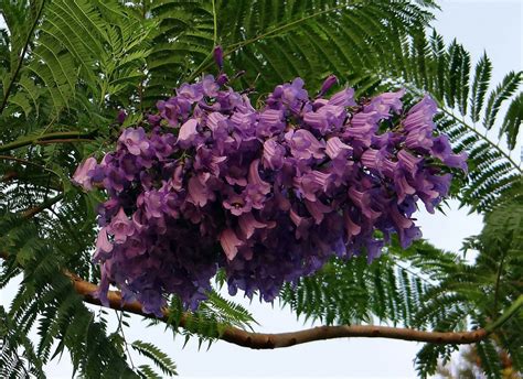 Blue Jacaranda – Experimental Farm Network Seed Store