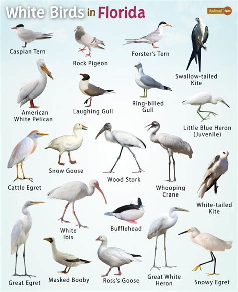 White Birds in Florida – Facts, List, Pictures