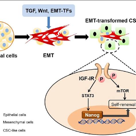 Pdf Igf Ir Signaling In Epithelial To Mesenchymal Transition And