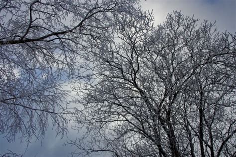 Fotos Gratis Paisaje Rbol Naturaleza Bosque Rama Invierno