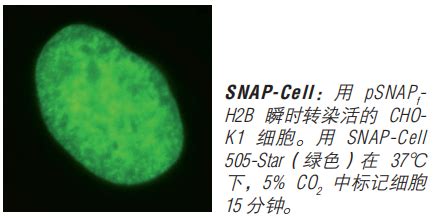 SNAP Surface 启动试剂盒NEB酶试剂 Lumiprobe官网lumiprobe中国官网