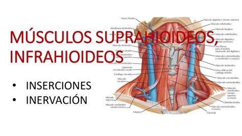 MÚSCULOS SUPRAHIOIDEOS INFRAHIOIDEOS Inserciones Inervación YouTube