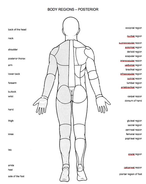 Anatomical Regions Of The Body Diagram at Andrea Rumfelt blog