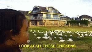 Look At All Those Chickens GIF - Look At All Those Chickens - Discover & Share GIFs