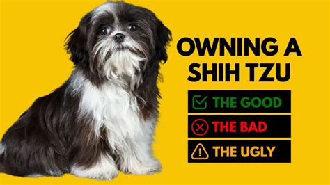 The Good, the Bad, and the Ugly of Owning a Shih Tzu