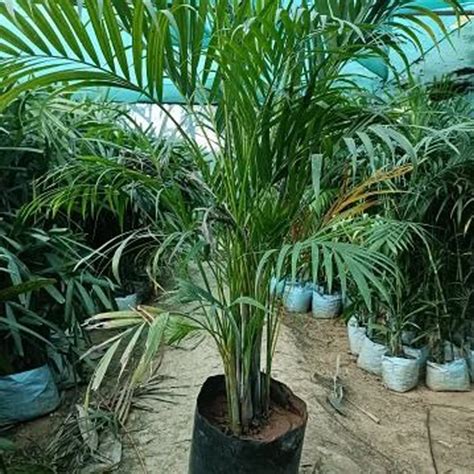 Areca Palm Plant – Sudarshan Nursery