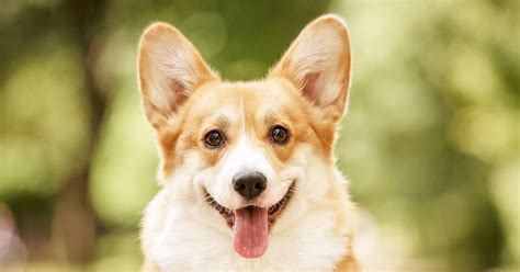 Pembroke Welsh Corgis Everything You Need To Know