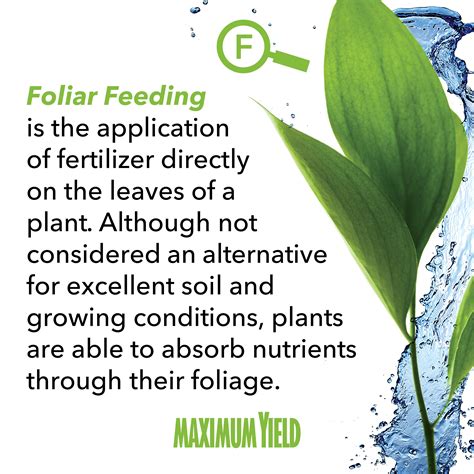 What Is Foliar Feeding Definition From Maximum Yield Feeding