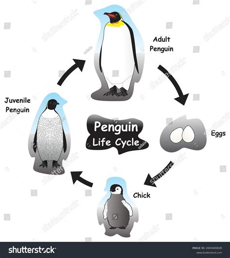 Penguin Life Cycle Facts
