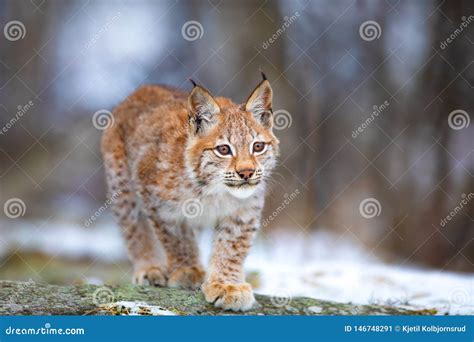 Beautiful Eurasian Lynx Cub Play In The Forest At Early Winter Stock