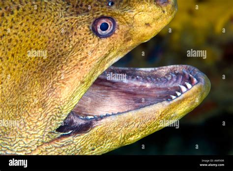 Moray Eel Teeth / Saw-tooth Moray Eel | Portrait of a Saw-tooth Moray