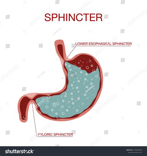 Esfínter pilorico del duodeno estomacal. Pylorus.: vector de stock ...