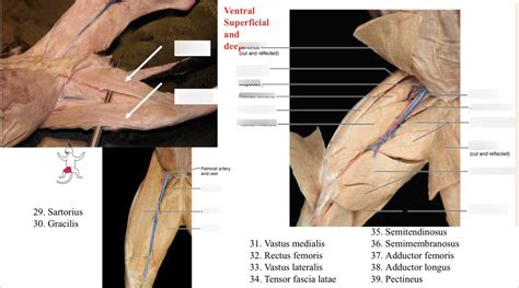 Cat Muscle Recognition For Quiz 2 Diagram Quizlet