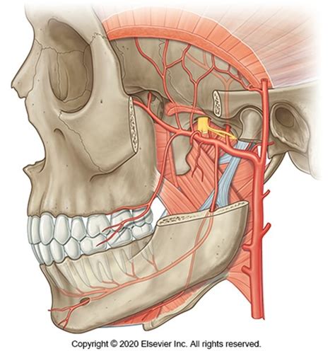 Maxillary Artery Diagram Quizlet