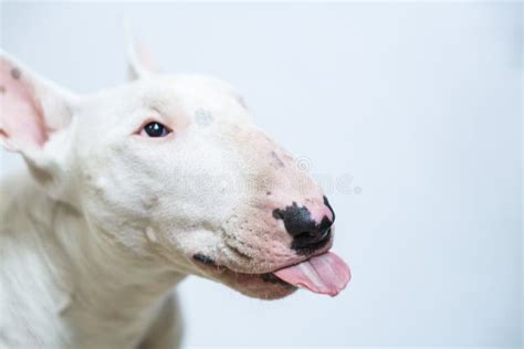 Lengua Hambrienta De La Demostraci N Del Perro De Bull Terrier En Fondo