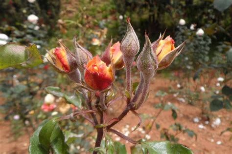 How to Identify and Treat Powdery Mildew on Roses | Gardener’s Path