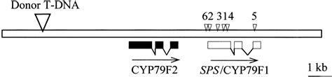 Control Of Axillary Bud Initiation And Shoot Architecture In