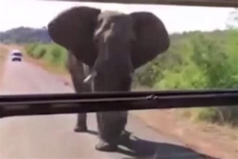 Watch Schwarzenegger Chased By A Elephant While On Safari