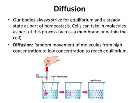 Diffusion And Osmosis Ppt Download