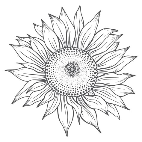 sunflower line art, sunflower line drawing, floral line drawing ...