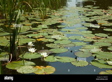 river with white water flower (Nymphaea alba Stock Photo - Alamy