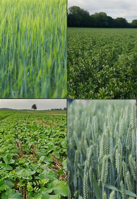 Principles of regenerative farming in large-scale agriculture