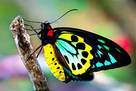 12,600+ Rainforest Butterflies Stock Photos, Pictures & Royalty-Free ...