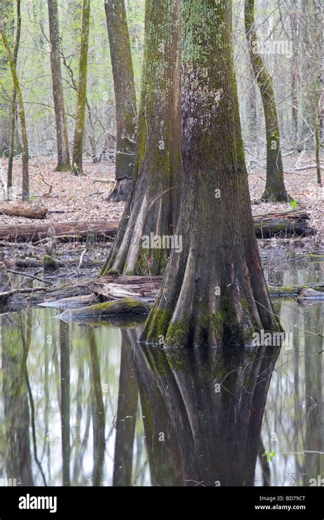 Mingo National Wildlife Refuge Stock Photo Alamy