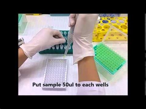 Brucella Strip Test Procedure YouTube