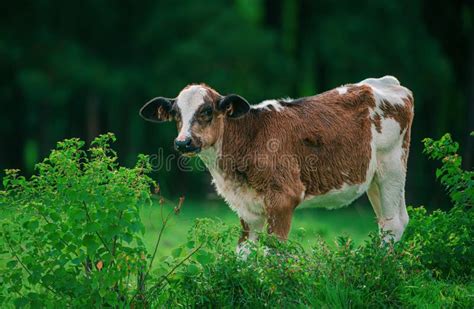 Cute Cow on Green Grass. Calf with Dairy Herd. Stock Image - Image of ...