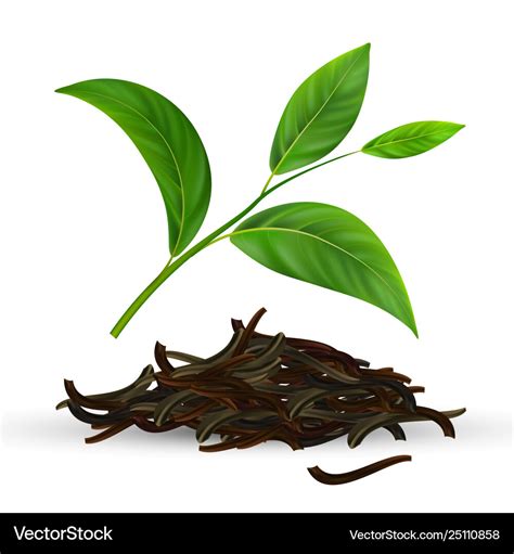 Fresh And Dry Green Tea Leaves Royalty Free Vector Image