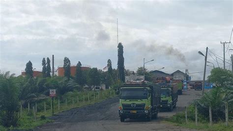 Harga Tbs Sawit Di Bengkulu Selatan Dan Kaur Kembali Stagnan Tertinggi