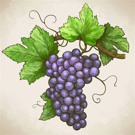 Hand Drawn Grapes Retro Vector Free Download